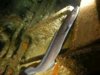 CONGRE "EN PLEINE EAU" ds l épave de nuit