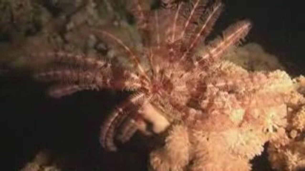 Safaga 09 Episode 01