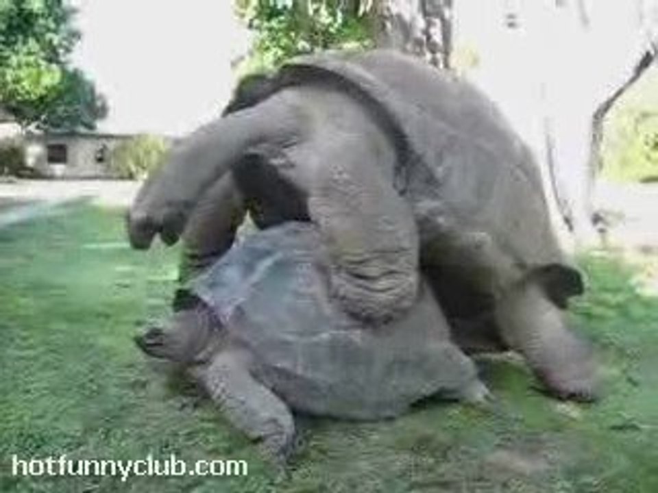 Tortoise Sounds Human-Like