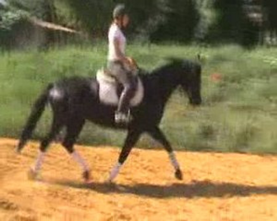 Désirée 08/2009 au pas en carriere