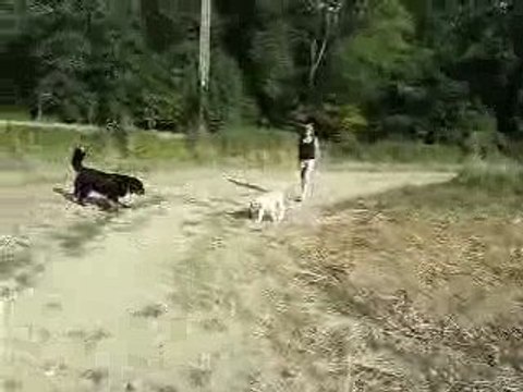 Europ'vidéo (suite)