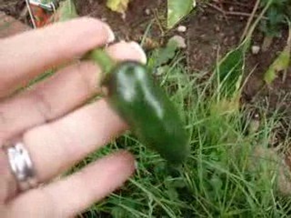 Grow Your Own Organic Vegetables - Veggie Patch - 4 Mths-1