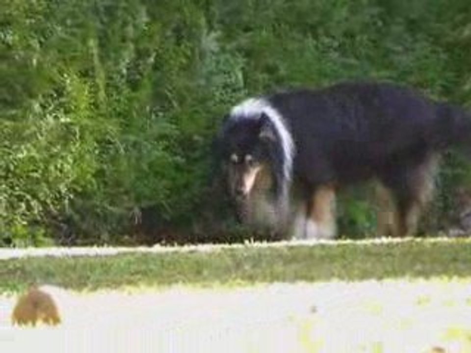 Lucky dans son jardin