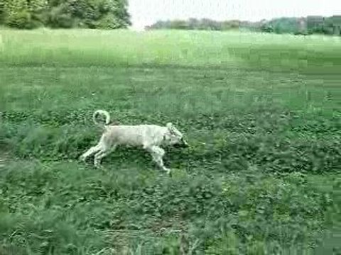 Europ'vidéo (suite)