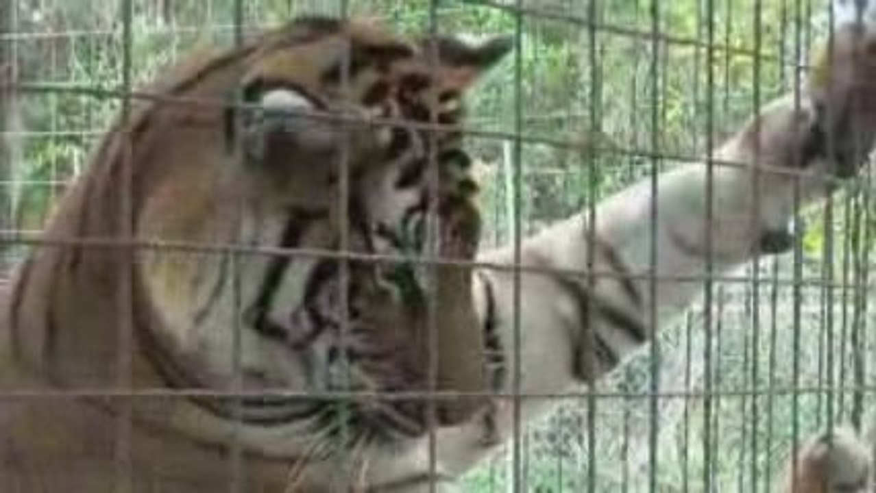 Lions, Tigers, Leopards - BIG CAT CAMP!