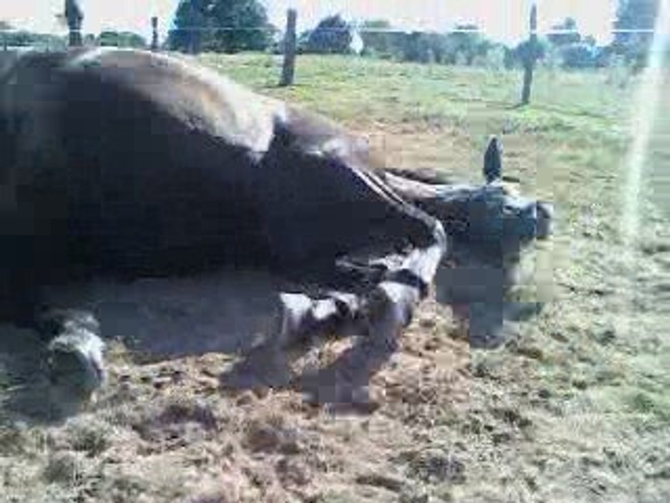 Demande roulade de Paty Pauline et Paty