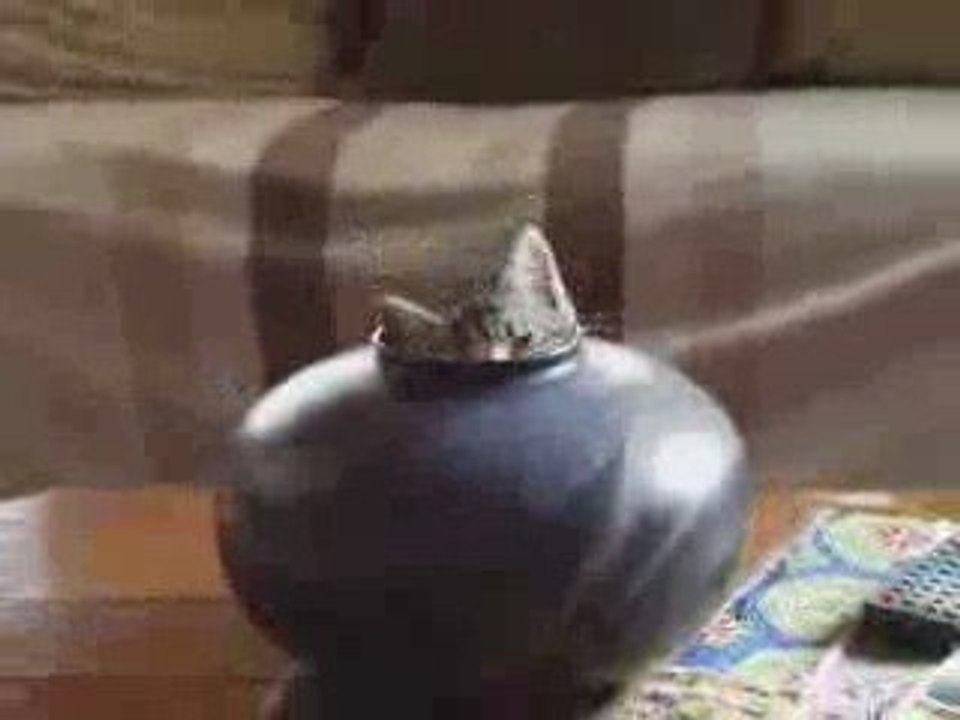 Lachvandedag.nl - Kattenvaas