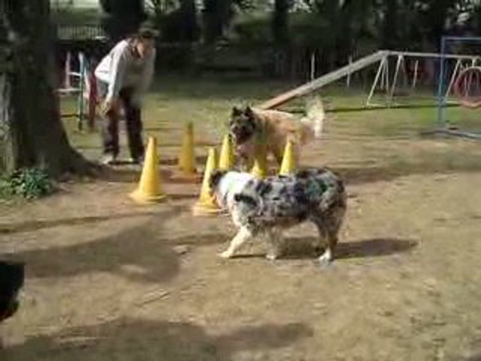 vanille cherche sa balle