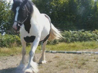 ma jument irish cob