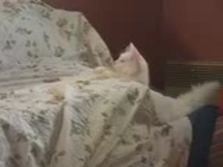 Boubou timide avec les filles