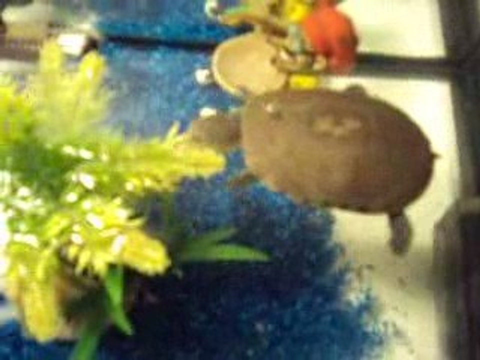 TORTUE D EAU
