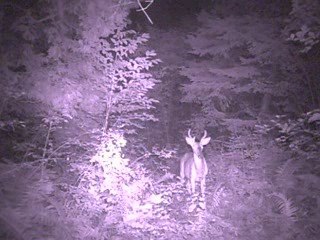 Jazz DV150 Original Lens, Wildtronix 16LED 12V 2A Driver