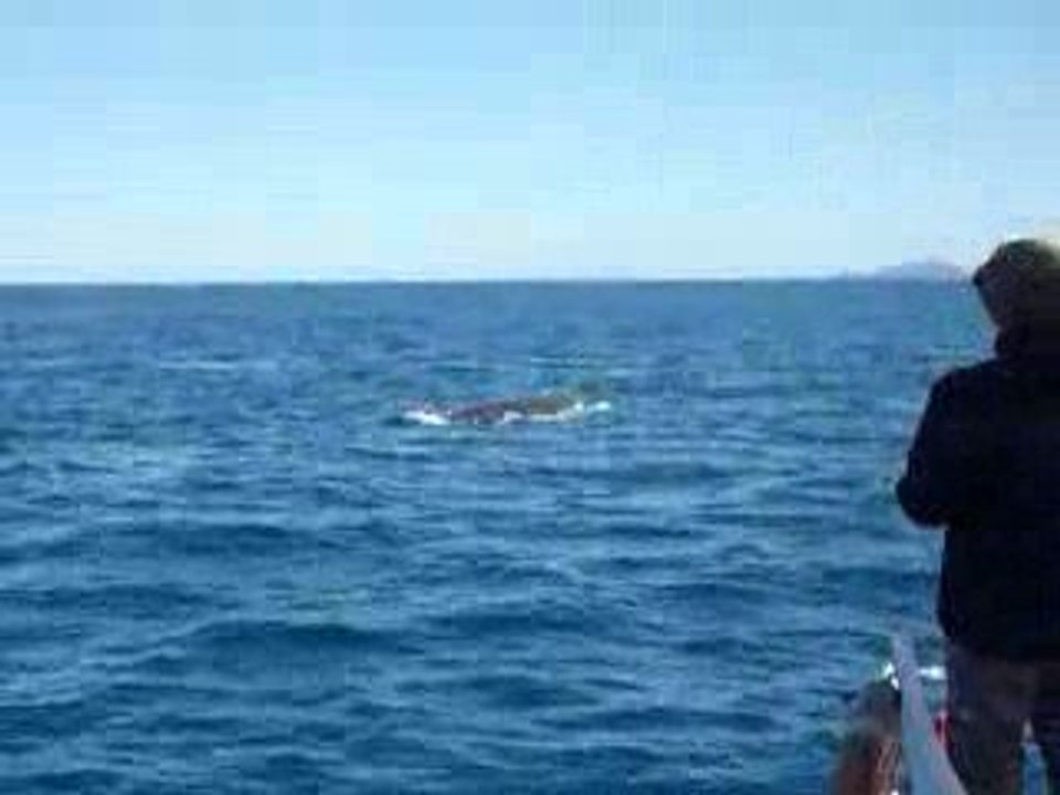 les baleines