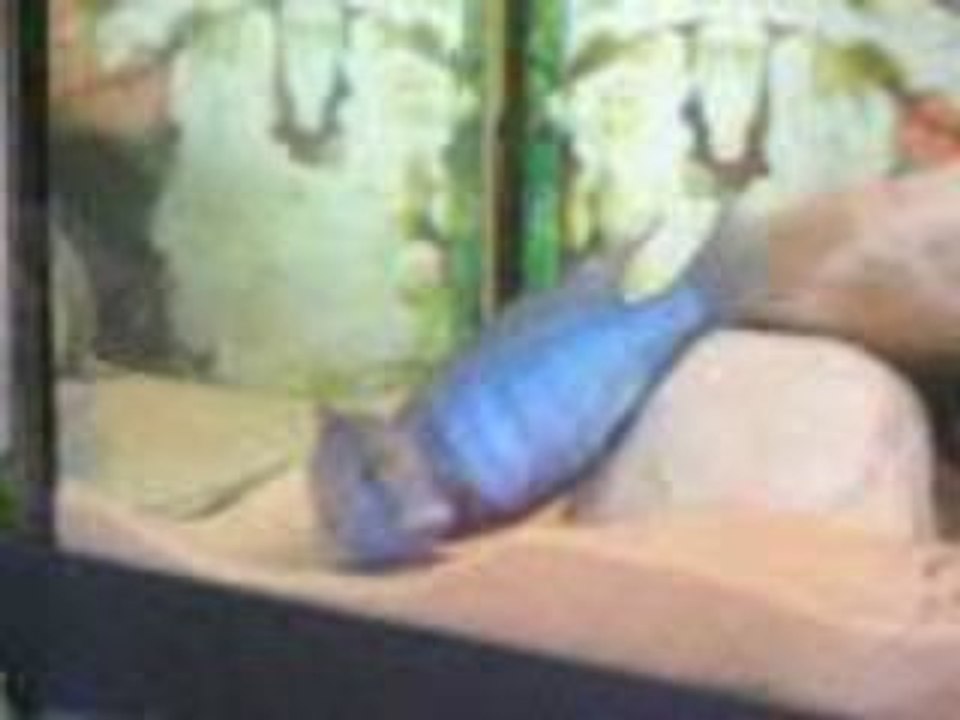 Yunus(Crytocara Moori) Çiftleşme Videosu