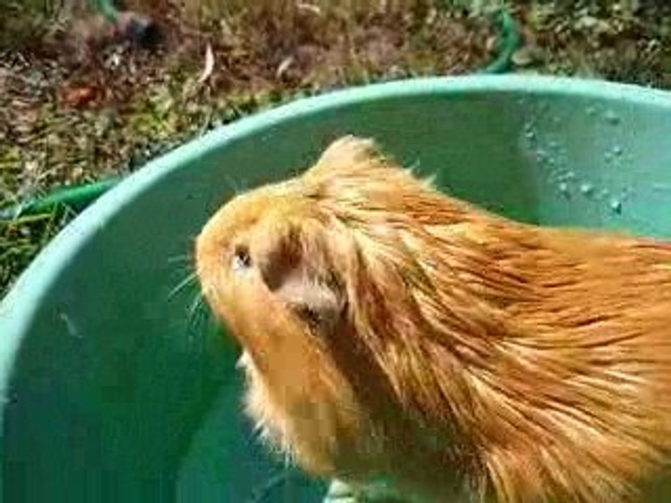 POuic POuic dans l'eau