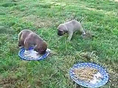 1ère sortie des bb fila -Elevage des grands korrigans