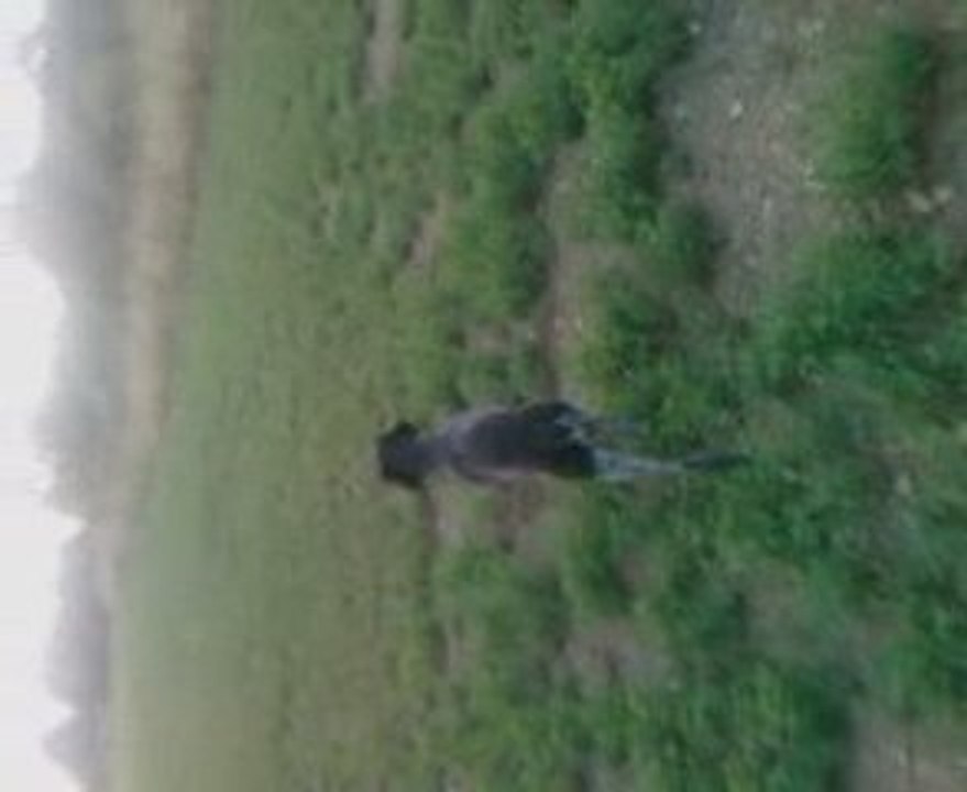 rosso et la chasse aux lapins