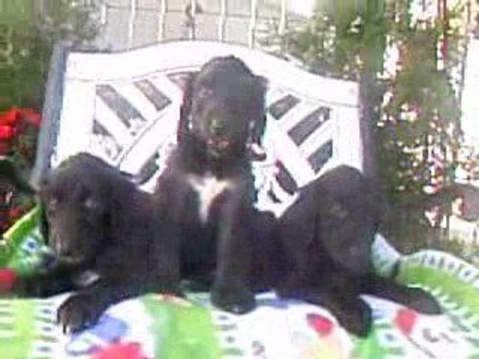 23.8 Leedah, Serenity & Mauri