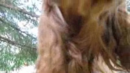 Bigounette et son os a moelle