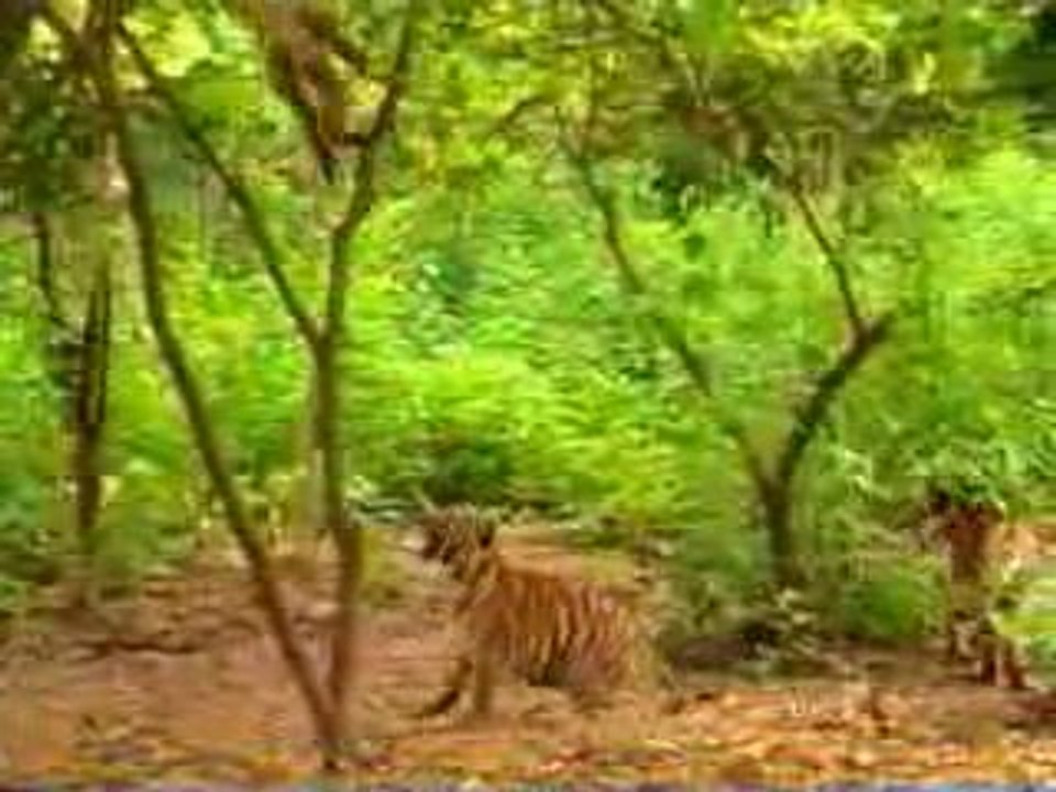 Singe farceur avec deux petits tigres