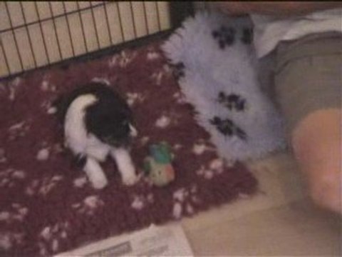 Chiots de Vanou à 3 semaines et demi