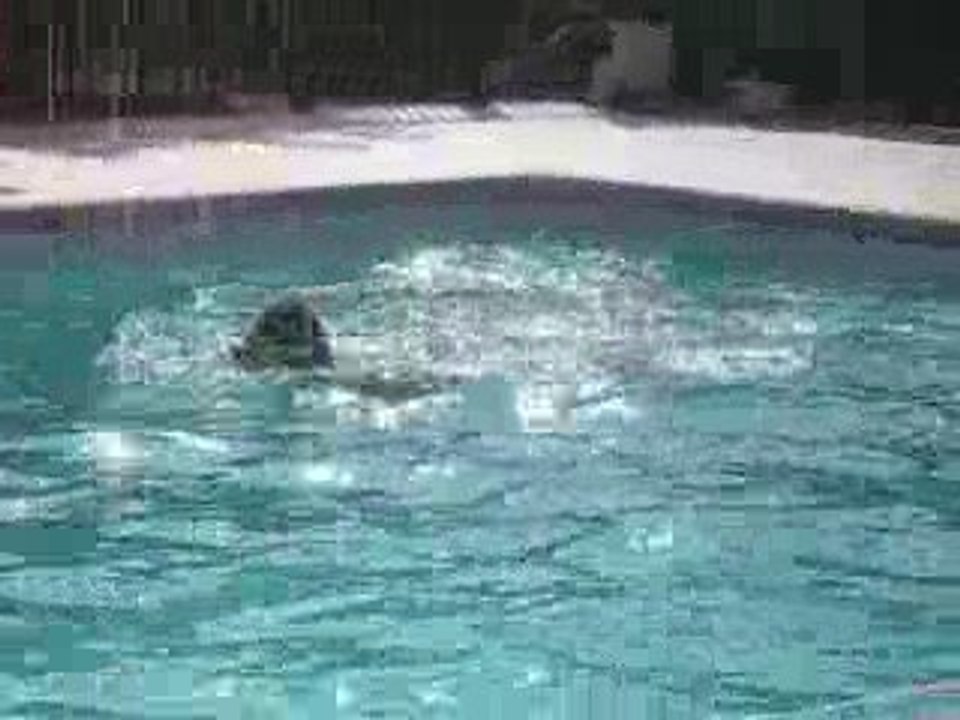 Les nageoires, c'est pour quand ??