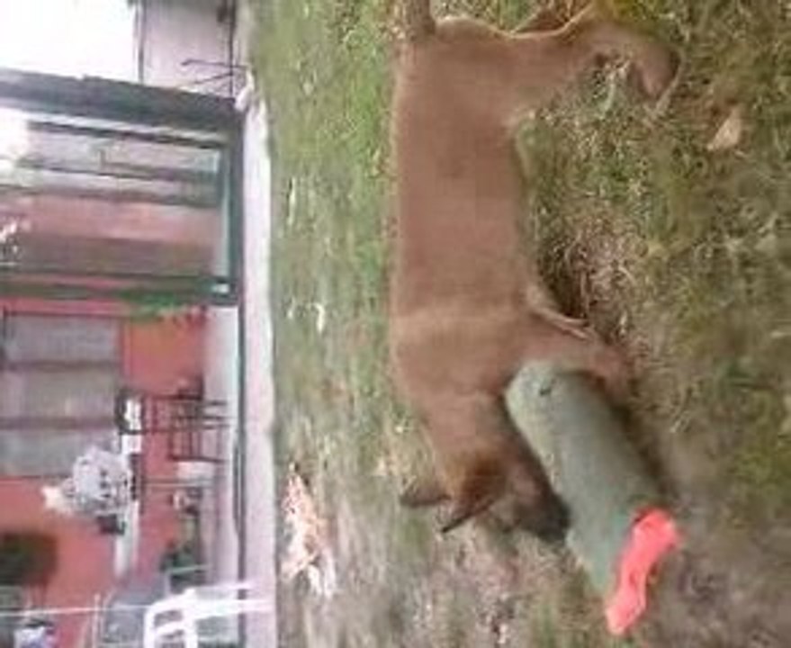 eros du feu de wotan a 2mois et demi