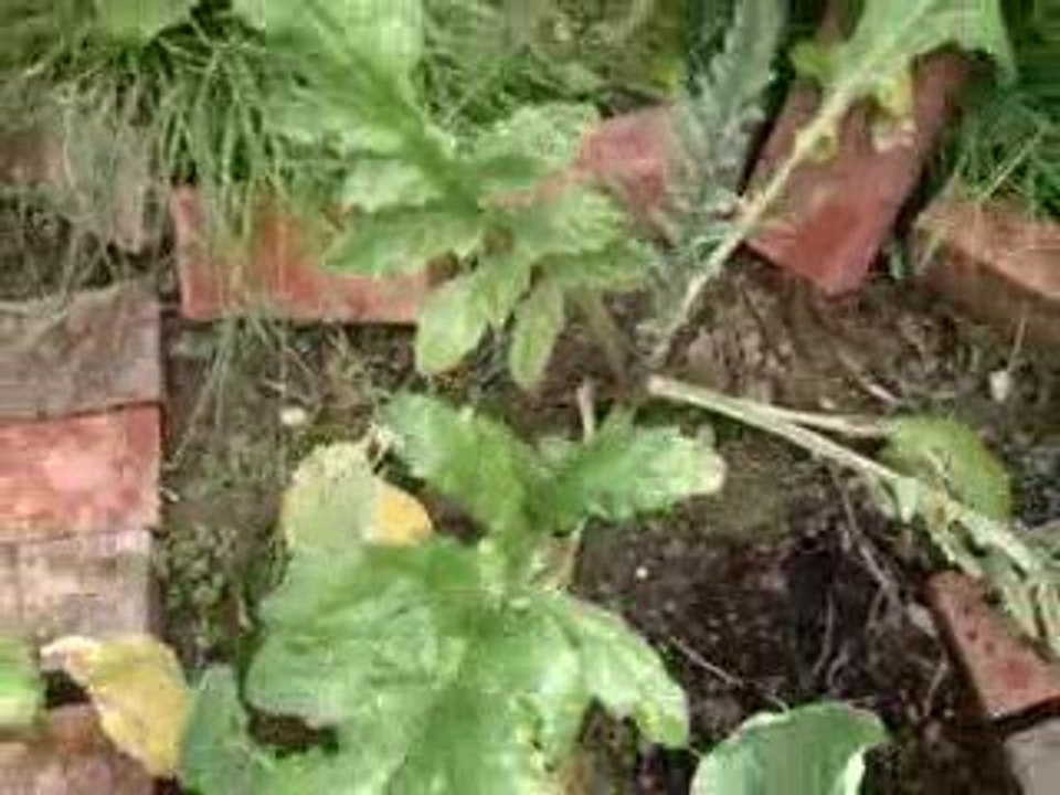 Grow Your Own Organic Vegetables - Veggie Patch - 4 Mths-2