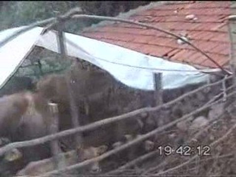 GUZELBEYLİ KASABASI YAYLALARI.5