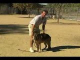 Dog Training Secrets - Teach Your Dog Obedience Training