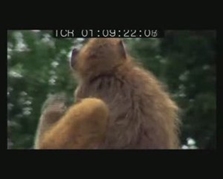 Babouins sur wagons de cereales, Vic falls