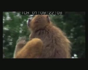 Babouins sur wagons de cereales, Vic falls