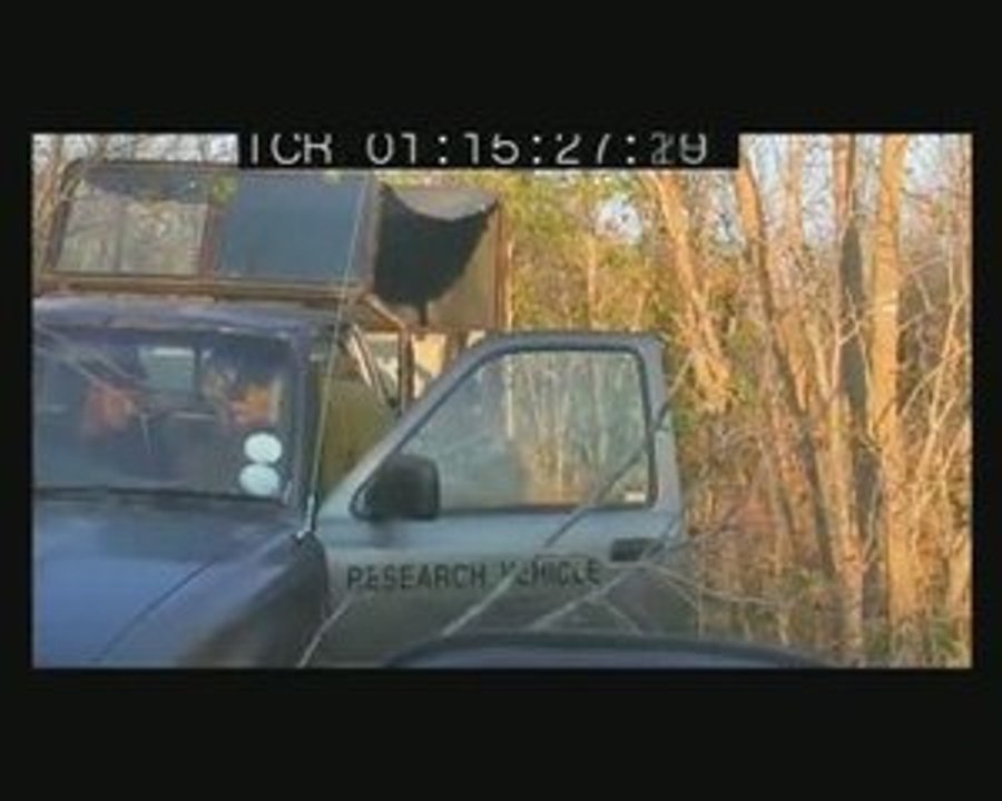 Lion capture