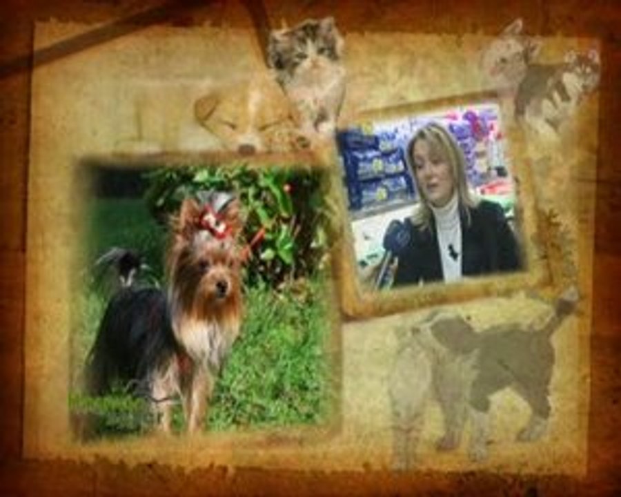 Yorkshire  Terrier Türkiye  Club & Selmin Akdağ