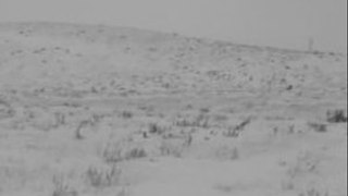 Ancient Tundra  ~  I Walk Through Vast White Fields...