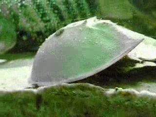 Un sabot de cheval vivant dans mon aquarium...