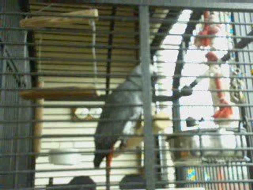 Perroquet impressionant"coup de boule"