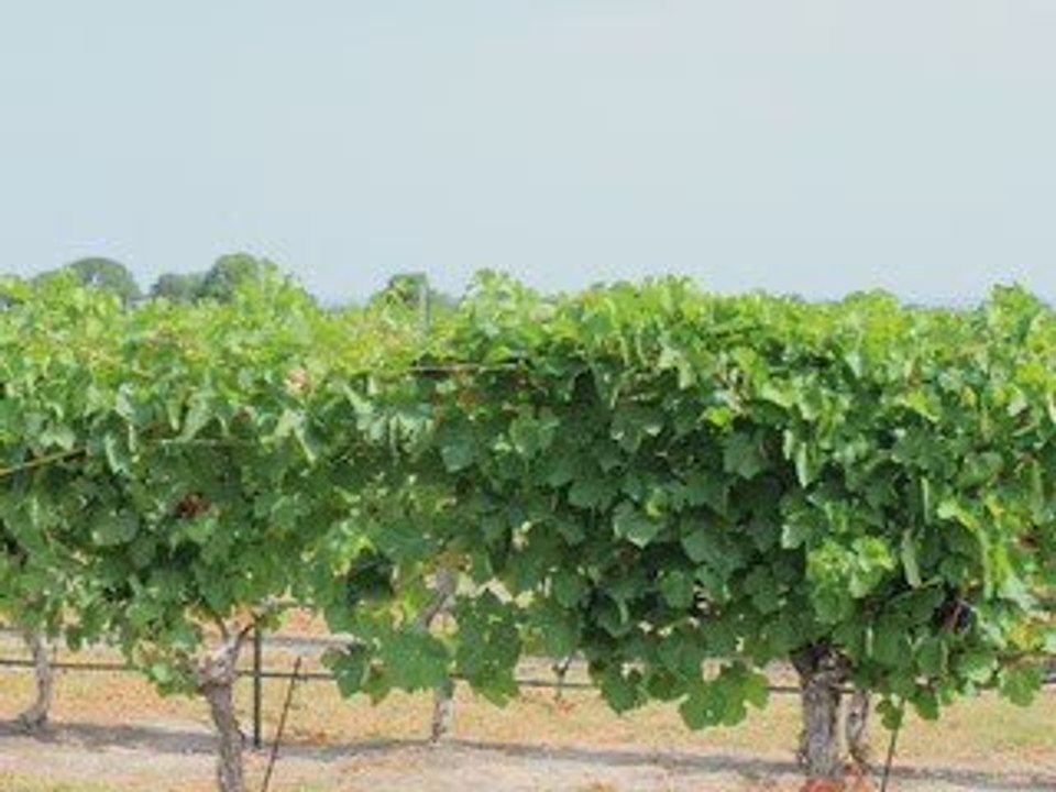 Our Fredericksburg-Grape Stomp