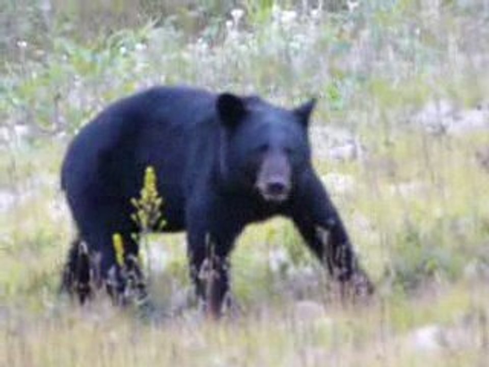 Et oui c'est un ours, un vrai!!!