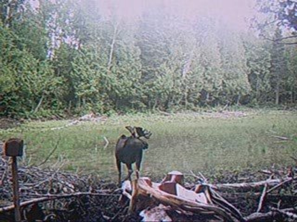 orignal du 7 juillet