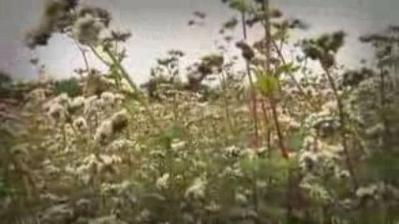 Escapades : Saint Fulgens (Bocage Vendéen)