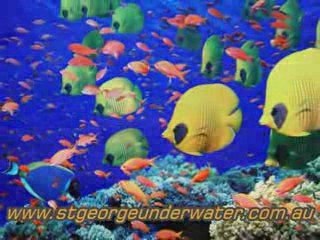 PADI Diving Training Sydney