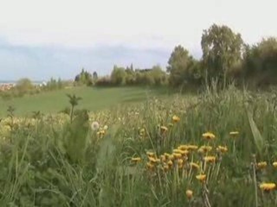 In the wind … !