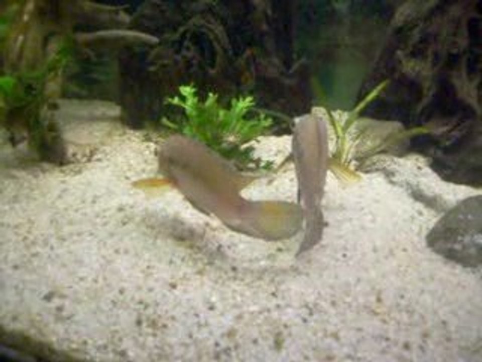 Cichlasoma amazonarum (couple)