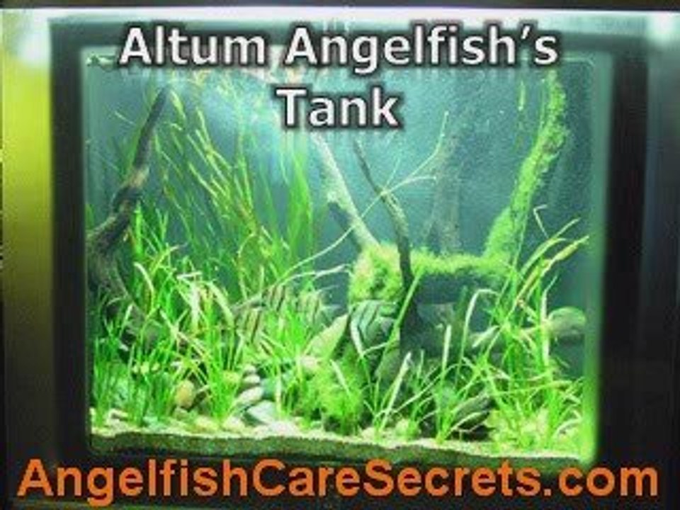 What's Altum Angelfish? Amusing Facts About This Angelfish