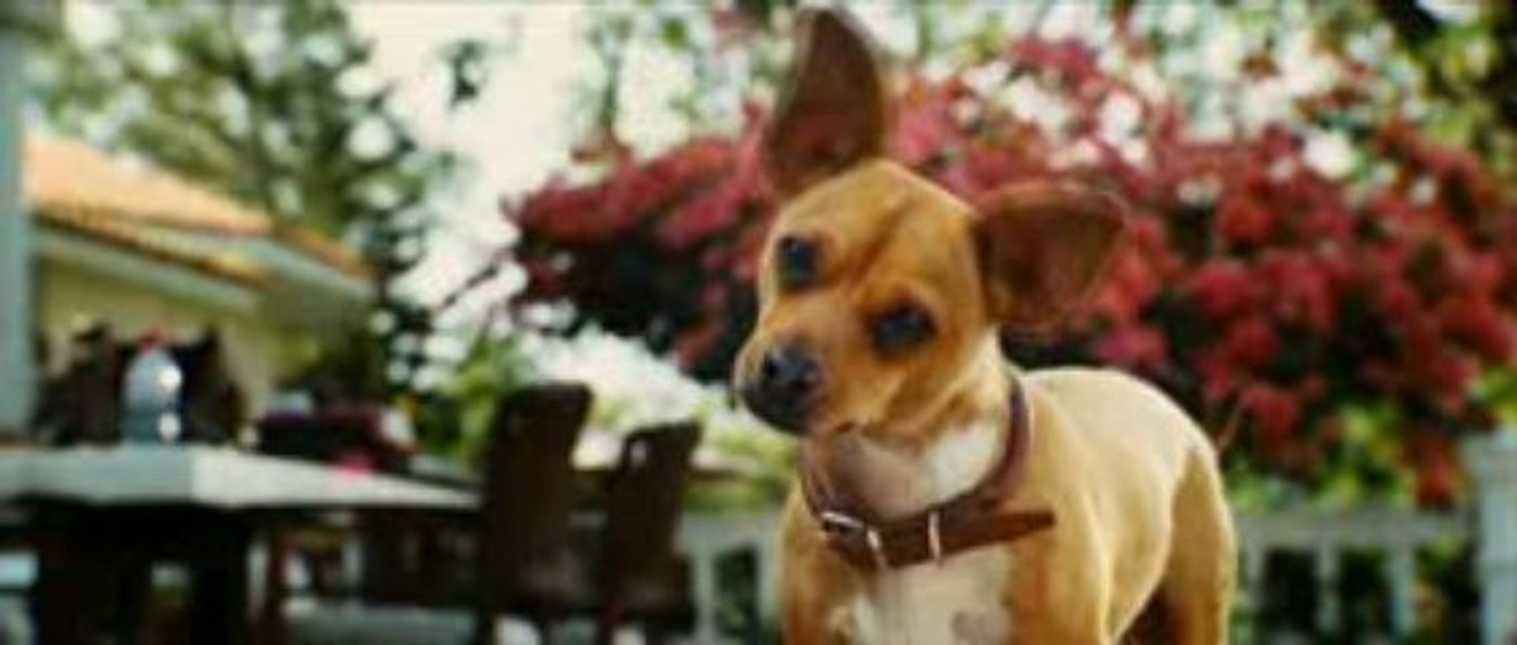 Le Chihuahua de Beverly Hills ... bande annonce du DVD