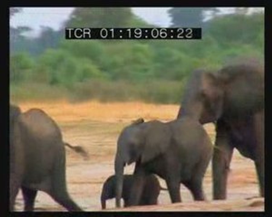 Interview du Dr. Hervé Fritz. extrait