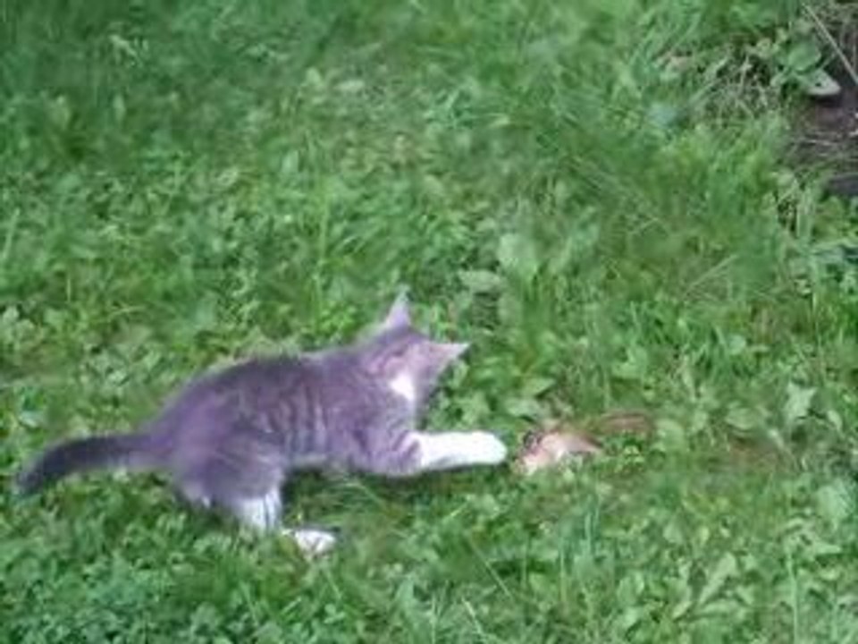 mise à mort d'un suisse