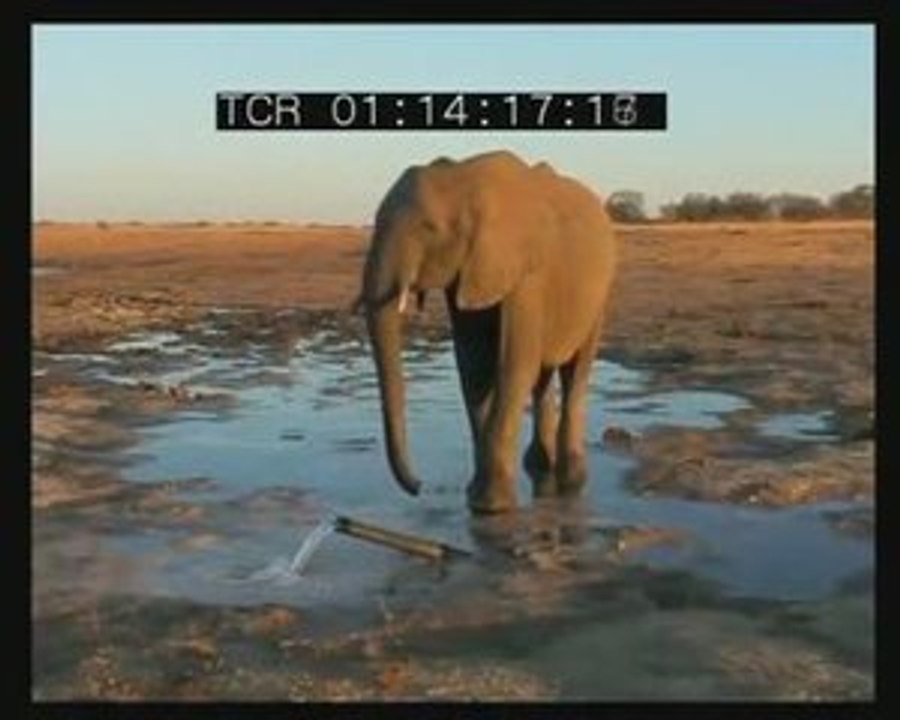 Rencontre avec un jeune elephant a Guvallala