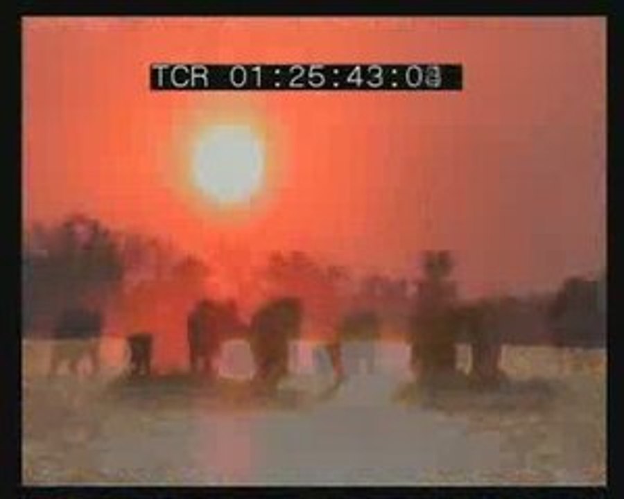 Nos voisins les éléphants Fin